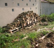 Tas de bois des arbres coupés
