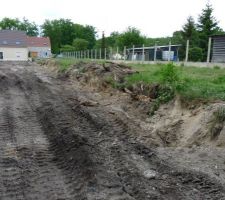 Grosses souches de saules arrach&eacute;s