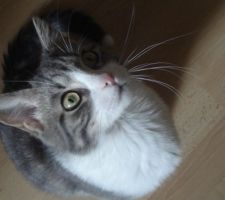 Sacha