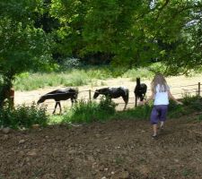 Ah les chevaux au fond du jardin!! Un luxe qu'apprecient nos enfants.