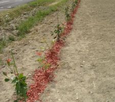 Plantation des 44 photinias et début du paillage.