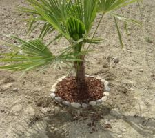 Trachycarpus fortunei (palmier chanvre) planté.