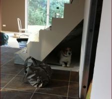 Mon piti chien dans sa Niche "Maison"