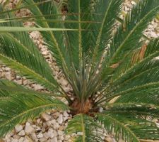 Le cycas pousse malgré tout