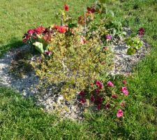 Mini massif de fleurs rouge