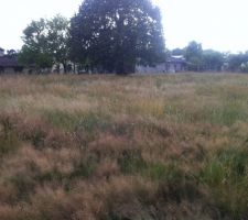 Implantation (suite)