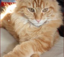 Mon maine coon a 4 mois