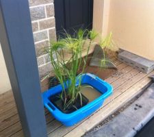 Mise en place des plantes aquatiques ( panier   terreau aquatique ) après les avoirs fait tremper dans une bassine d'eau une nuit entière pour ne pas troubler l'eau du bassin