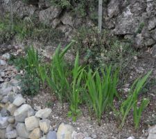 Les fleurs pointent le bout de leur nez