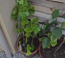 à gauche la vigne, à droite un plan de kiwi