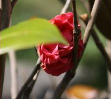 Camelia