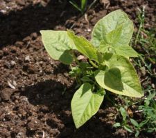 Haricots verts