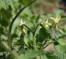 Tomates