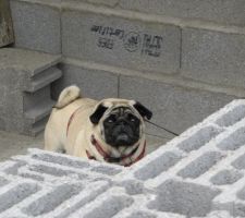 Voici notre chef de chantier !