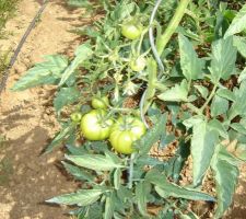 Les tomates grossissent...