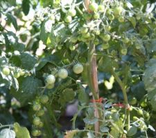 Tomates cerise