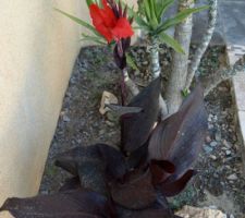 La cannas commence à faire des fleurs