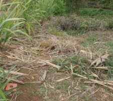 Pente pour acces maison