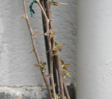 Bougainvillier planté il y a une semaine et déjà de jolies petites pousses