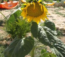 Un tournesol squatte le jardin