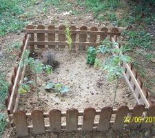 Très petit potager avec 3 pieds de tomate, 1 melon charentais, du thym, du basilic