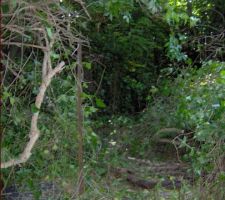 Nettoyage du jardin