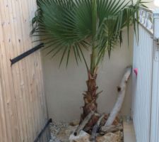 Le Washingtonia est planté