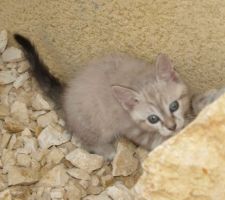 Oscar, nouveau venu dans la famille