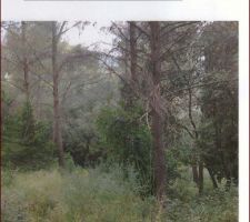 Notre terrain avant travaux