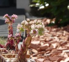 On aurait jamais miser sur la floraison de ces petites plantes.....erreur :)