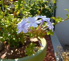 Premières lueurs bleues du Plumbago....un bonheur !