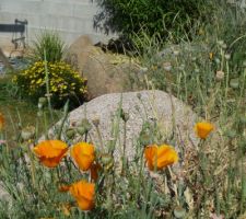 Du pavot et des restes de coquelicots....