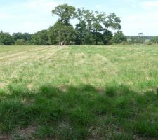 Voici notre terrain il es pas clôturer mais il va jusqu'au arbres aux fond, il fait 120 m de longueur et 17m de large