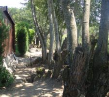 Le 27 juin 2011 : D&eacute;coupe des arbres au fond du terrain