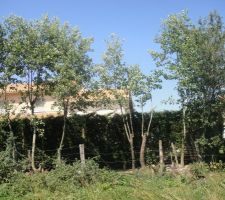 Le 27 juin 2011 : D&eacute;coupe des arbres au fond du terrain