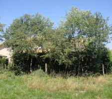 Le 27 juin 2011 : D&eacute;coupe des arbres au fond du terrain