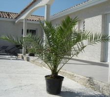 Phoenix canariensis