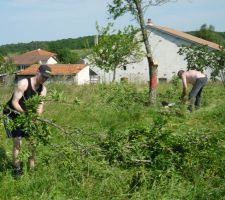 Premiere etape , couper des beaux pruniers :(