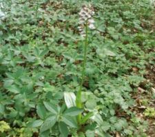 Orchis de mai
