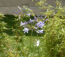 Agapanthe en fleur