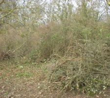 Nettoyage de notre petit coin de verdure.....d&eacute;broussaillage !