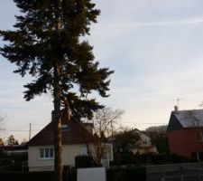 Abattage du Douglas - 25m de haut en centre ville...