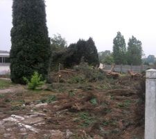 Abattage des arbres