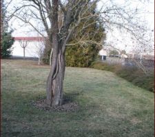 Le seul arbre que l'on va sauver