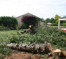 Deux sapins de 15 m&egrave;tre au sol, je suis vainqueur