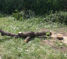 Un pauvre petit cerisier