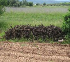 Des ceps pour le BBQ