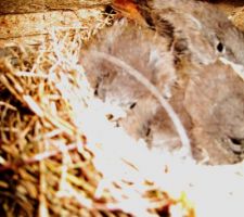 Les premiers occupants