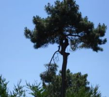 Et oui il faut auusi abattre le seul arbre du terrain:il se trouve au milieu de la cuisine sur le plan de la nouvelle maison!!
