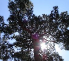 Le seul sapin sur le terrain et il nous faut l'abattre